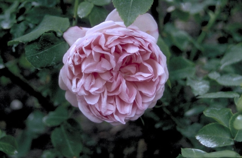 Englische Rose - Rosa 'Charles Rennie Mackintosh