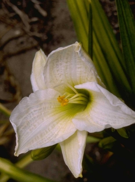 Daglelie - Hemerocallis 'Gentle Shepherd'