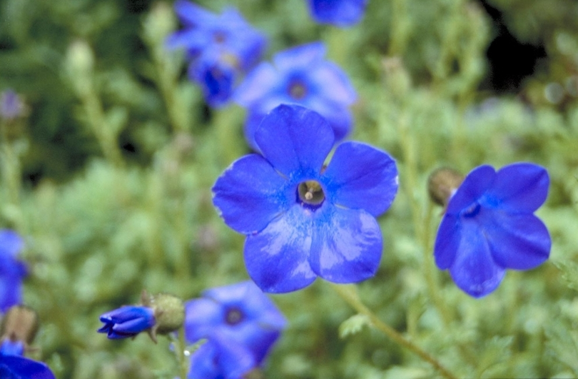 Cyananthus lobatus