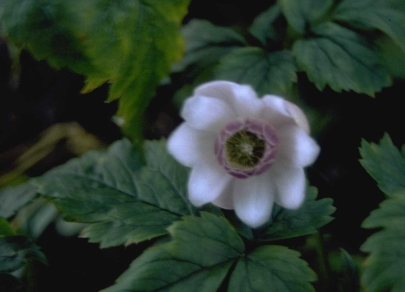 Anemonopsis macrophylla