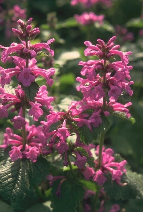 Stachys grandiflora 'Superba'