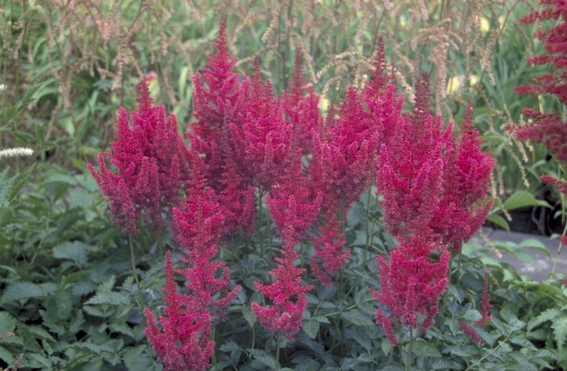 Spierstruik - Astilbe 'Koblenz'