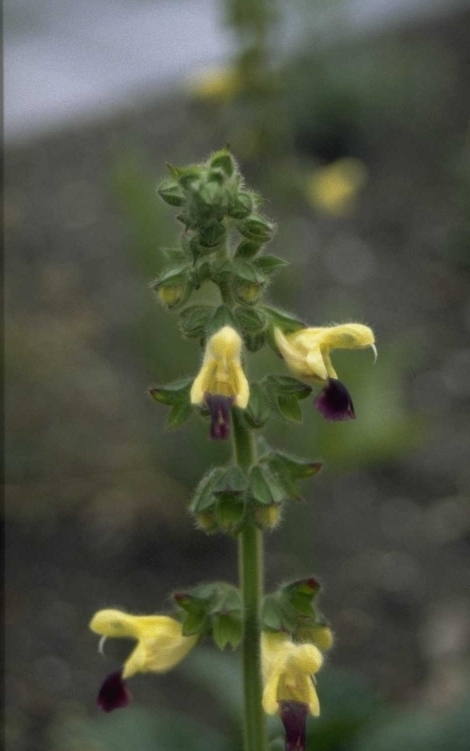 Salie - Salvia Bulleyana