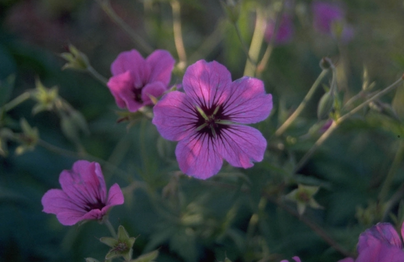 Ooievaarsbek - Geranium psilostemon 'Ivan'