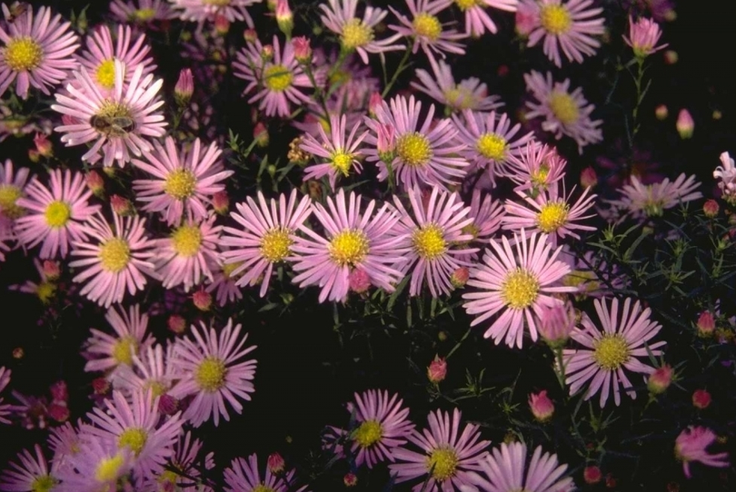 Aster 'Pink Star'