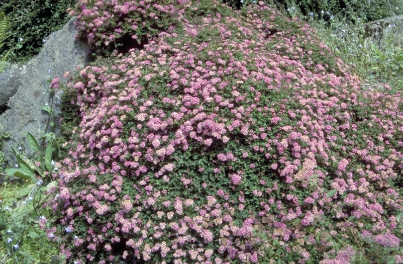 Spierstruik - Spiraea japonica 'Bullata'