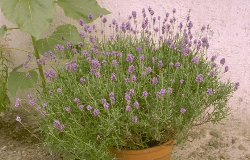 Gewone lavendel - Lavandula angustifolia 'Dwarf Blue'