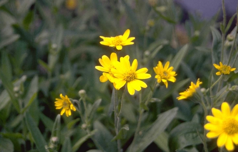 Valkruid - Arnica chamissonis