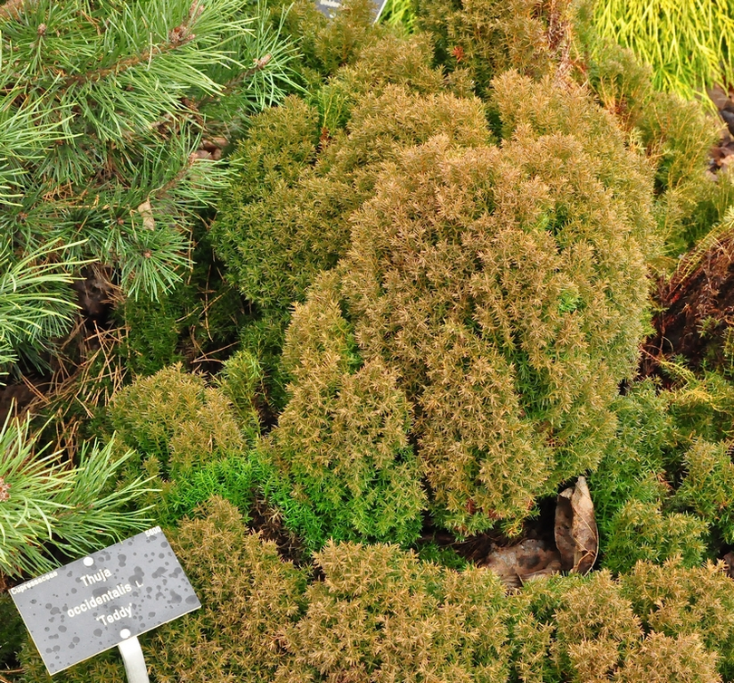 Thuja Occidentalis 'Teddy'