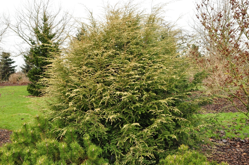 Tsuga Canadensis 'Gentsch White'