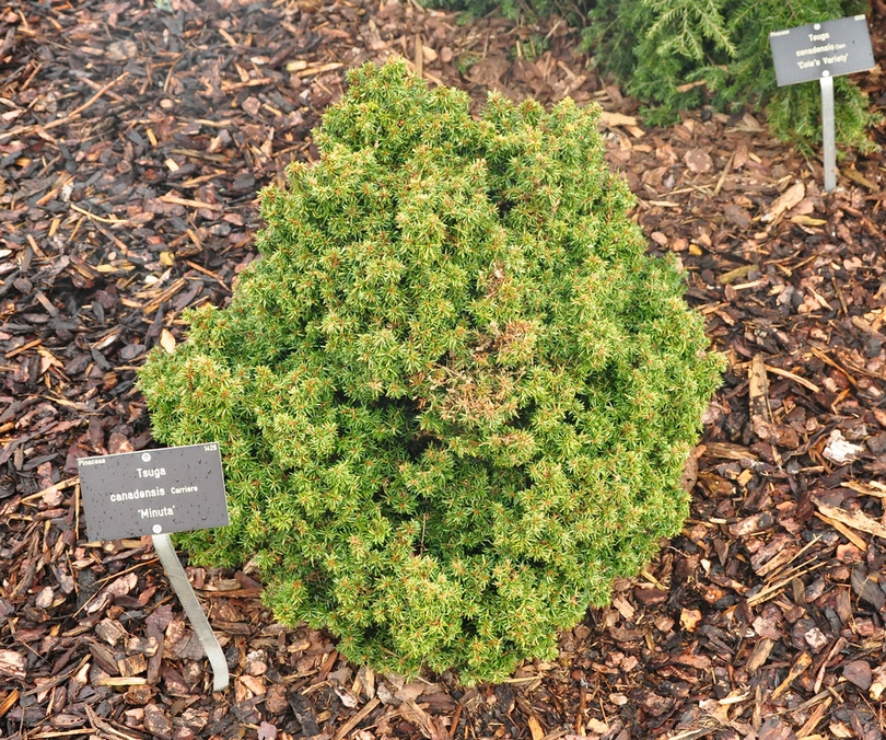 Tsuga canadensis 'minuta'