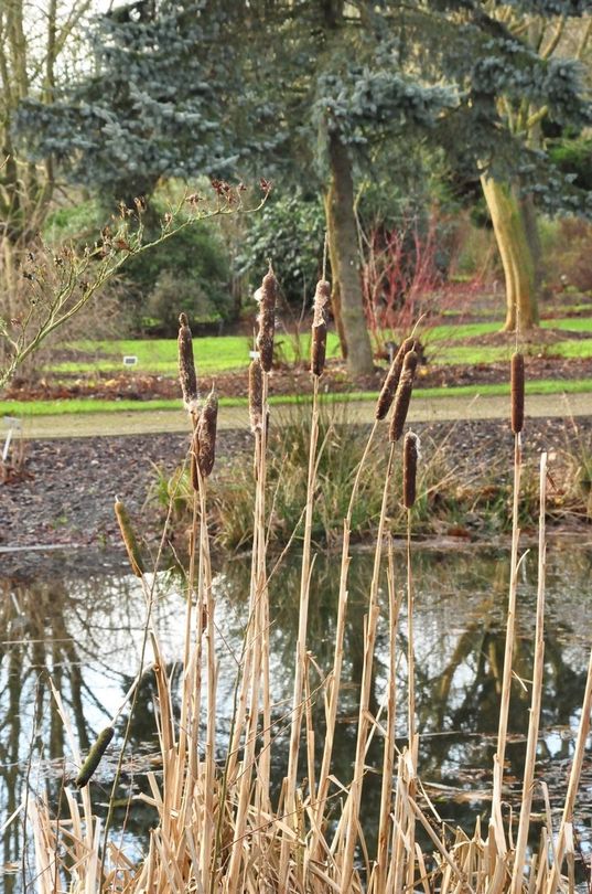 Typha latifolia