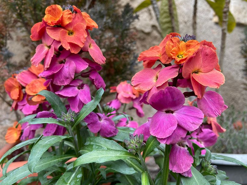 Steenraket - Erysimum 'Constant Cheer'