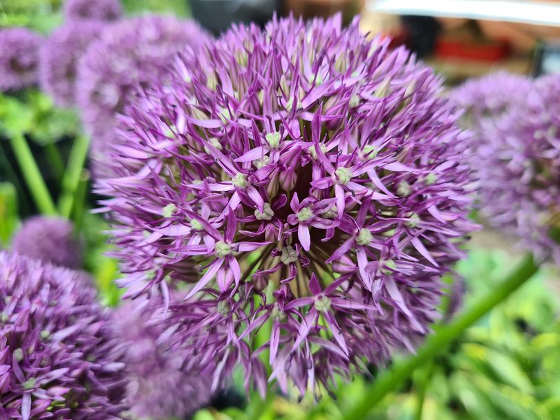 Riesenknoblauch Zierpflanze Allium giganteum Kombinationen und Infos