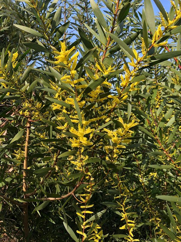 Acacia Longifolia