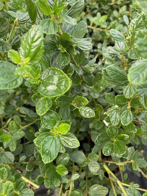 Amerikaanse sering - Ceanothus griseus 'Yankee Point'