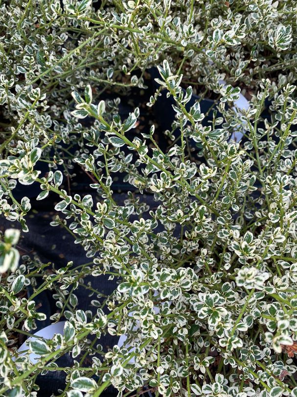 Amerikaanse sering - Ceanothus impressus 'Cool Blue'