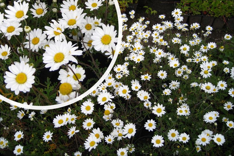 Anthemis carpatica 'Karpatenschnee' blühend