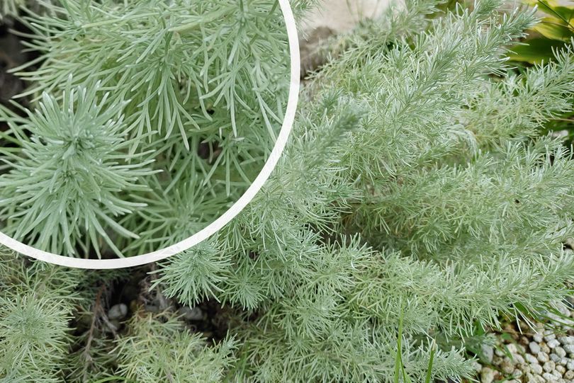 Bijvoet / Alsem - Artemisia schmidtiana 'Nana'