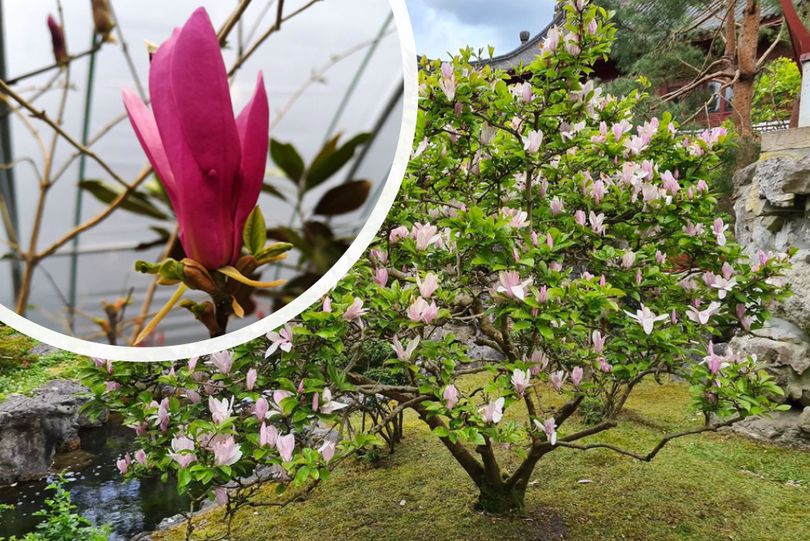 Magnolia 'Susan' kopen, compacte