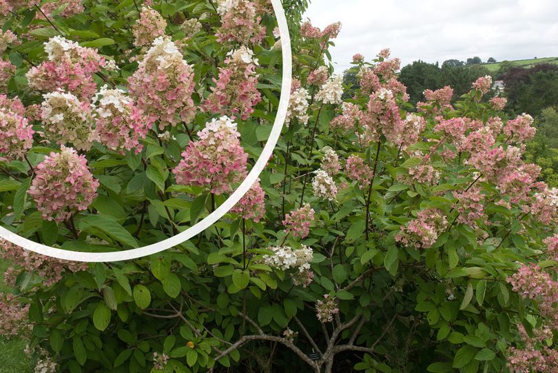 Hortensia - Hydrangea paniculata 'Pink Diamond' bloei