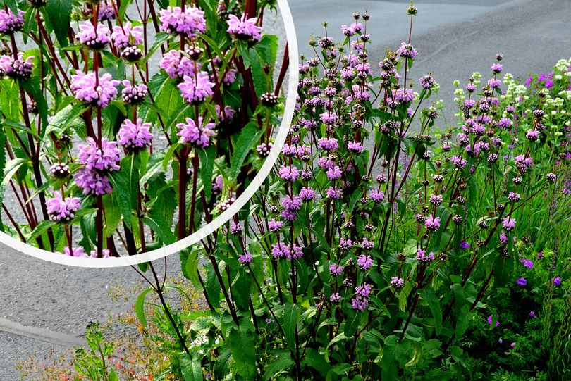 Brandkruid - Phlomis tuberosa 'Bronze Flamingo'