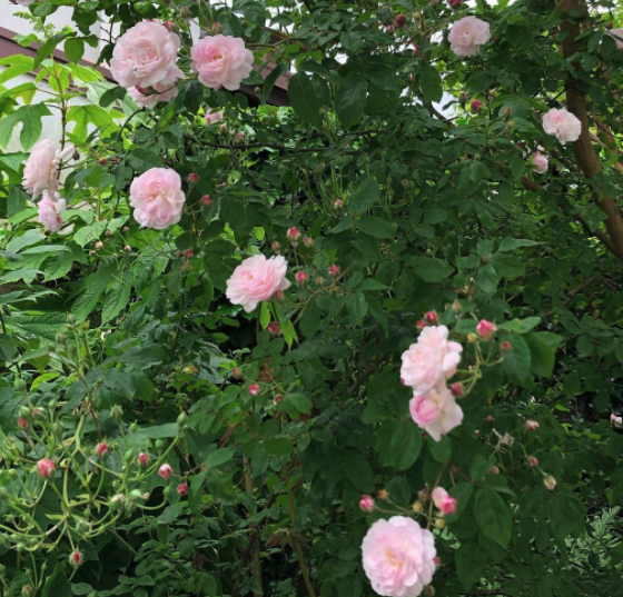 Klimroos - Rosa 'Blush Noisette' - Een langbloeiende klimplant