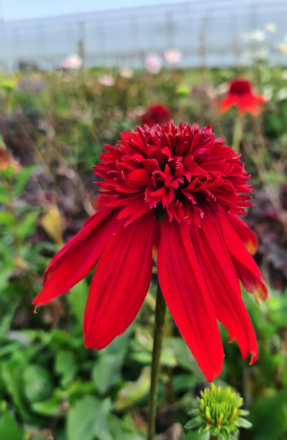 Rode Zonnehoed - Echinacea ‘Summer Cherry’