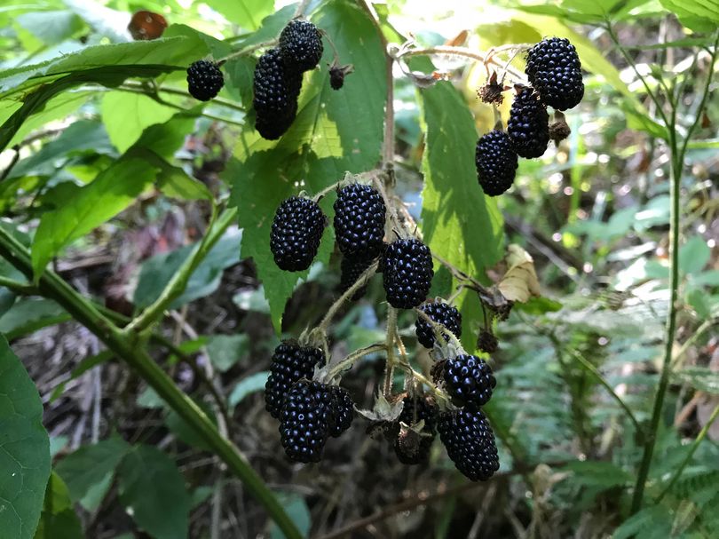 Brombeere (Frucht)- Rubus fruticosus 'Navaho Big and Early'