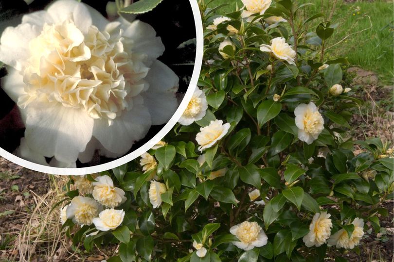 Struik Camellia japonica 'Brushfield's Yellow'