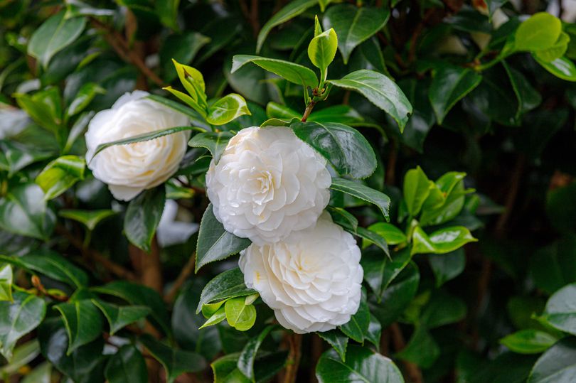 Doe het niet Dinkarville software Camellia japonica 'Powder puff struik kopen vroegbloeiend