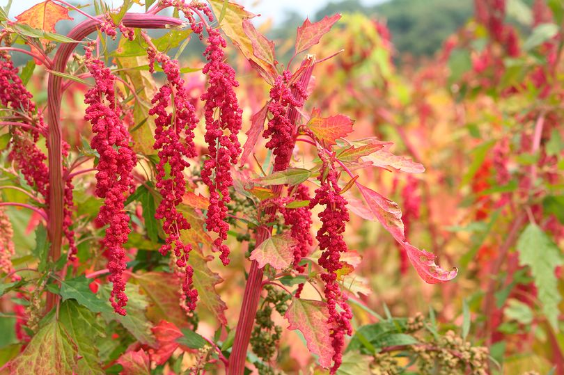 Ganzenvoet - Chenopodium quinoa