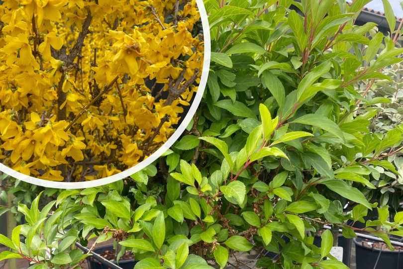 Chinees klokje - Forsythia x intermedia 'Courtalyn' bloei