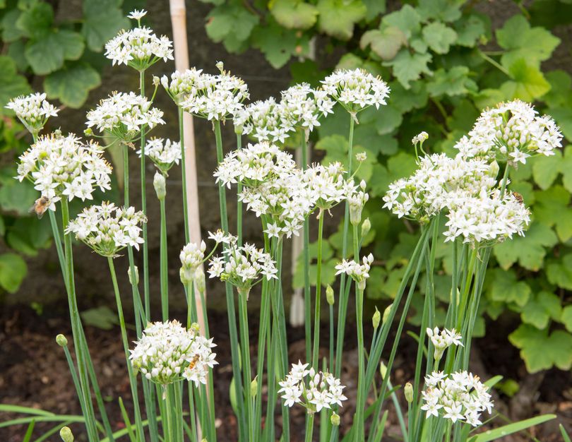 Chinese bieslook - Allium tuberosum