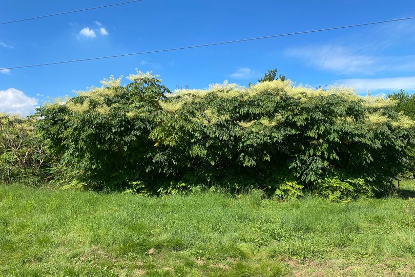 Chinese duivelswandelstok - Aralia chinensis