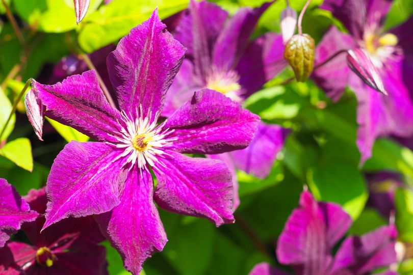 Clematis-Royal-Velours.jpeg