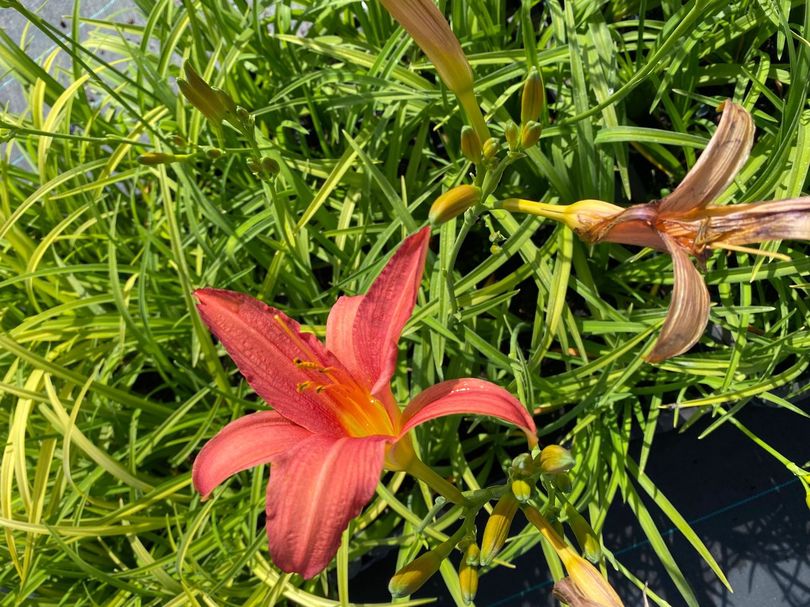 Daglelie - Hemerocallis 'Margaret Perry'