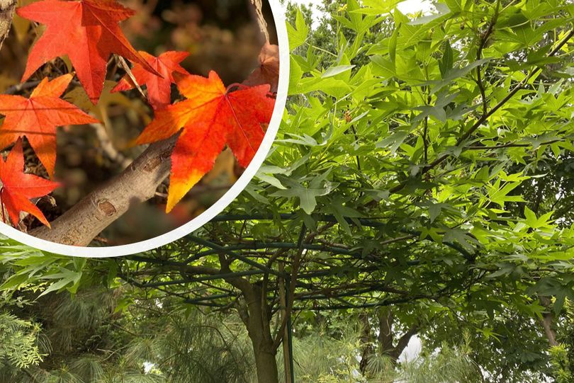 Ulme überdacht kaufen Liquidambar überdacht