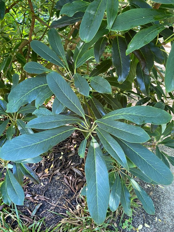 Daphniphyllum macropodum miq.