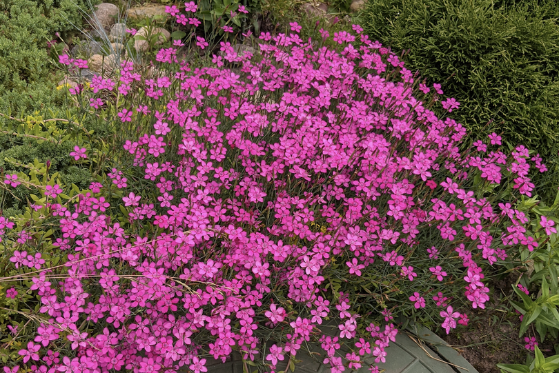 Dianthus gratianopolitanus 'Pink Jewel' tuinplanten