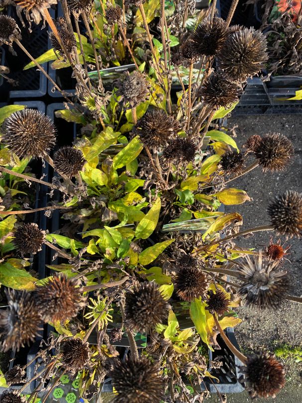 Zonnehoed - Echinacea purpurea 'White Pearl' (Foto November)