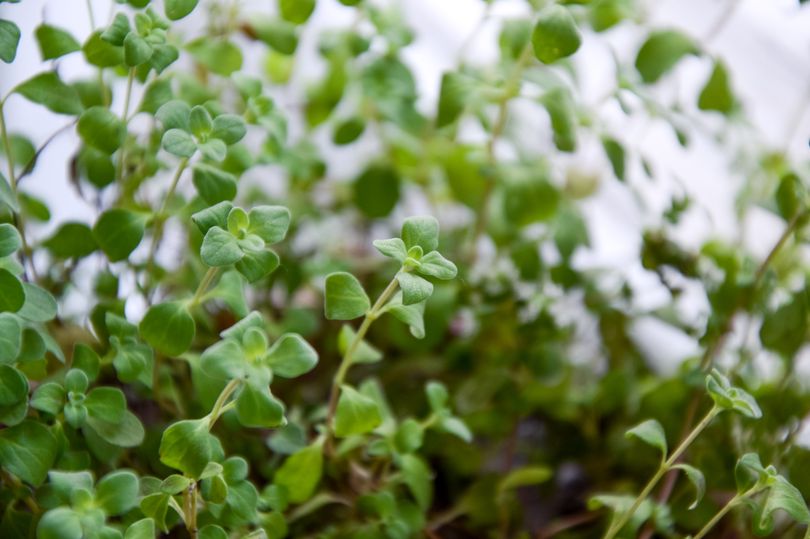 Echte Marjolijn - Origanum majorana