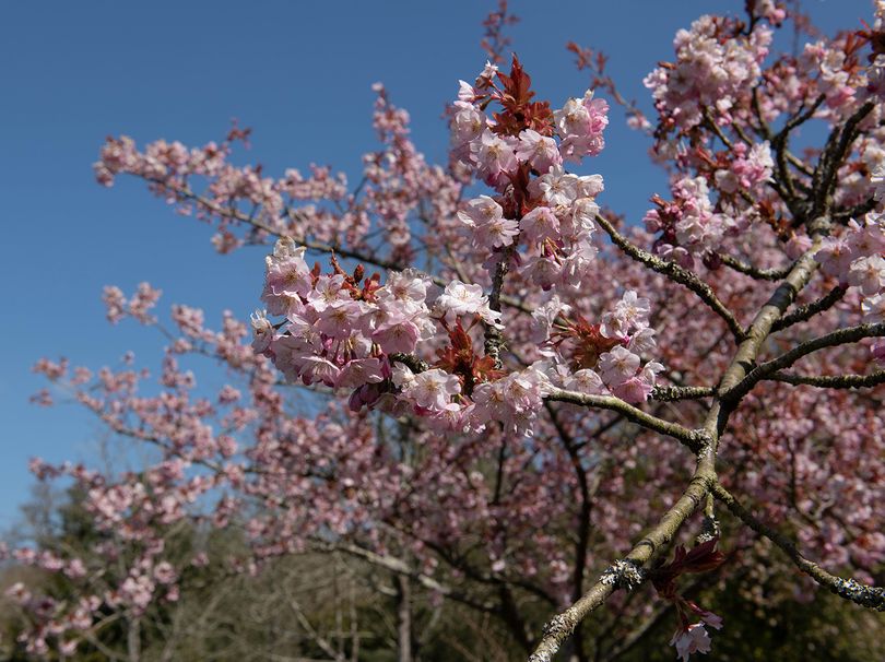 Fuji Kirsche - Prunus incisa