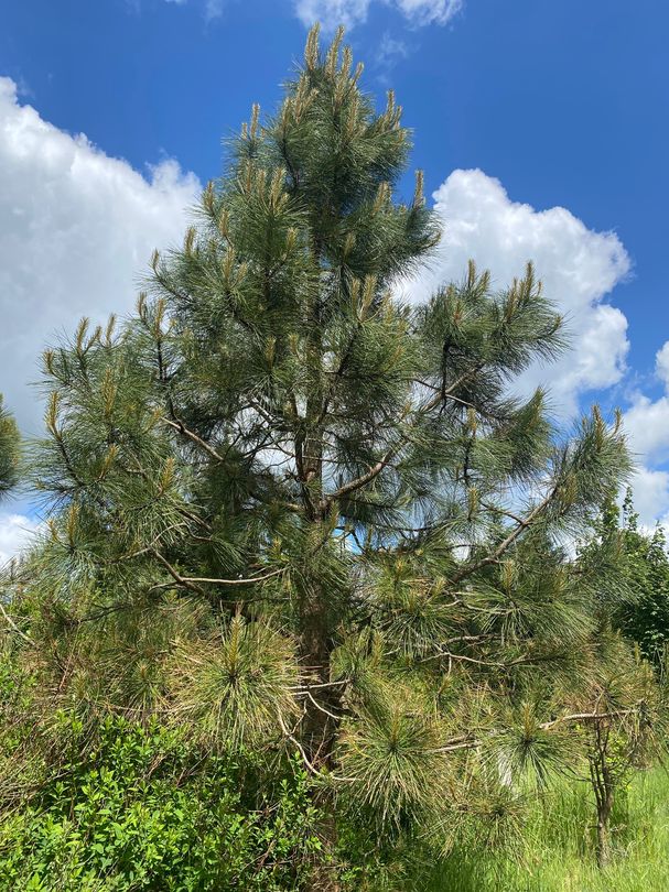 Gele den - Pinus ponderosa