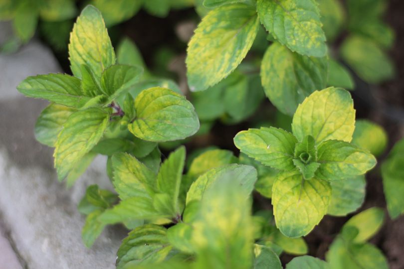 Gembermunt - Mentha gracilis 'Ginger'