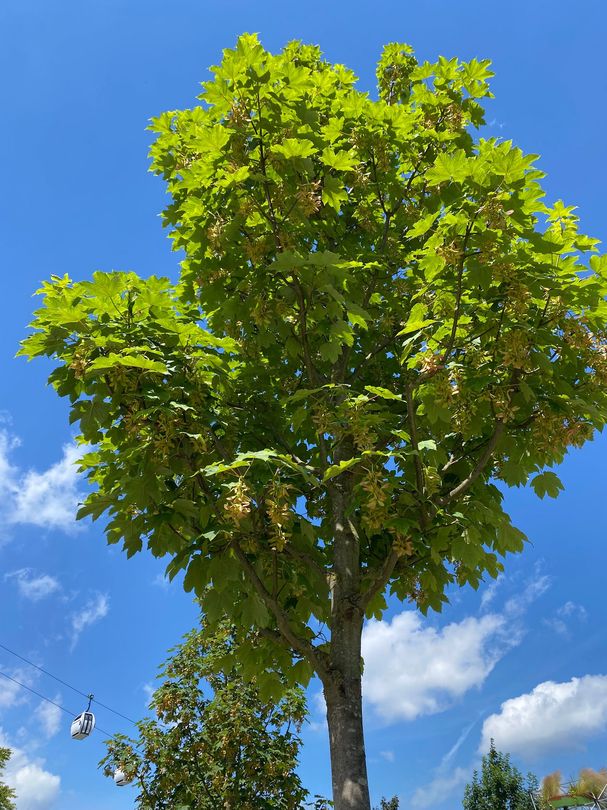 Bergahorn - Acer pseudoplatanus 'Van Gogh'.