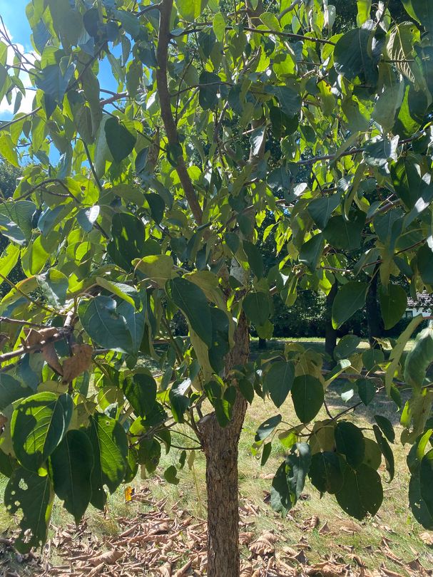 Grootbladige Chinese populier - Populus szechuanica