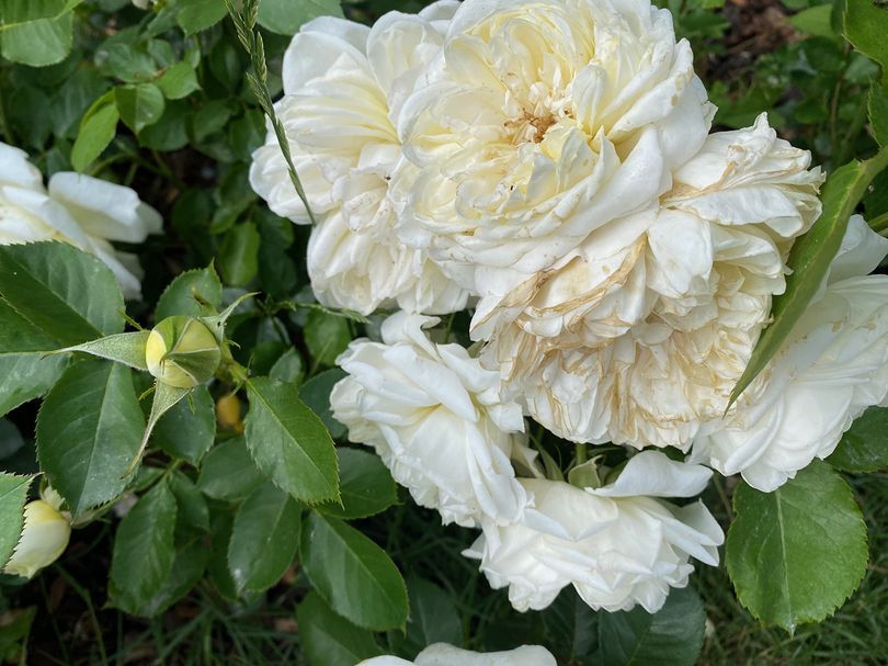 Grootbloemige roos - Rosa 'Kronprinsesse Mary'