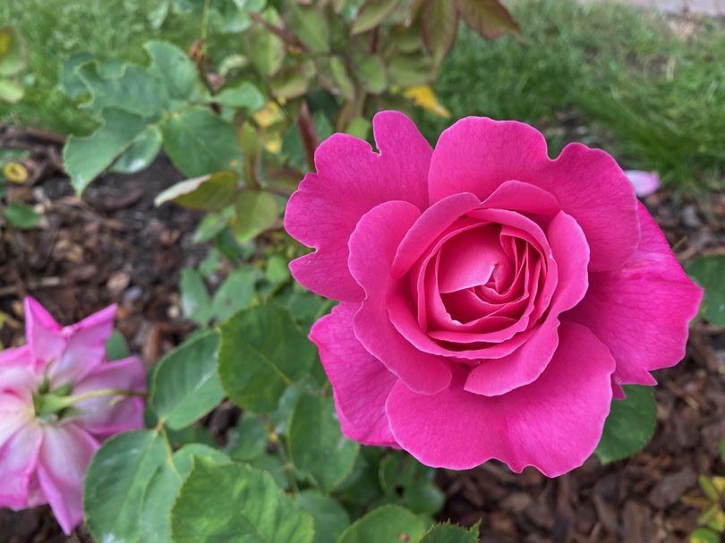 Grootbloemige roos - Rosa 'Pink Peace'