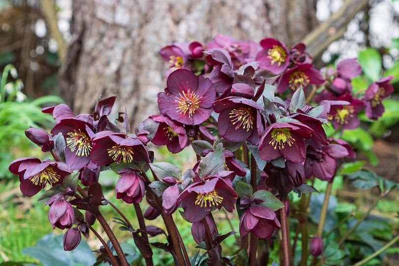 Nieskruid - Helleborus orientalis 'Pretty Ellen Purple'